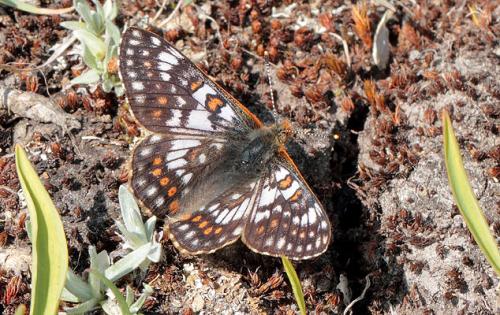 Réf. 89 148 : Euphydryas cynthia
