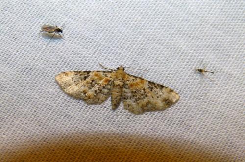 Eupithecia sp.