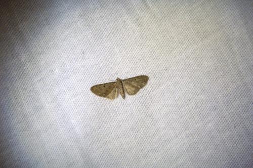 Réf. 89 904 : Eupithecia tripunctaria