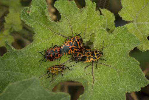 Réf. 89 814 : Eurydema ventralis
