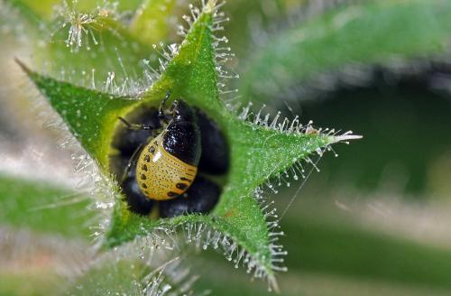 Stagonomus venustissimus