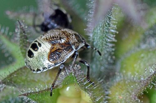 Stagonomus venustissimus