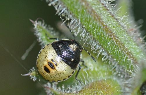 Réf. 89 649 : Stagonomus venustissimus