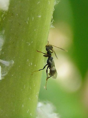 Réf. 89 935 : Neodryinus typhlocybae