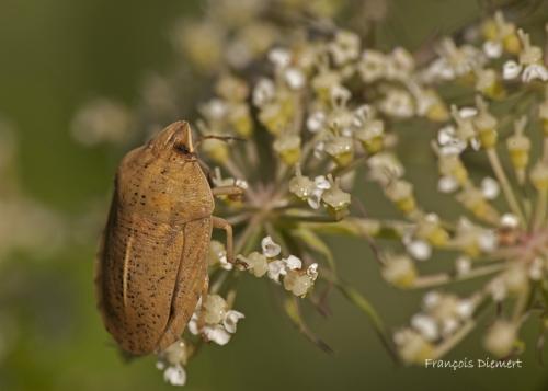 Eurygaster austriaca