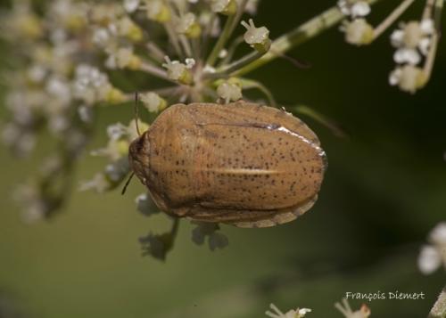 Réf. 89 471 : Eurygaster austriaca
