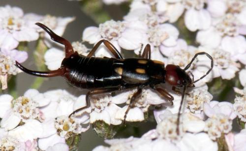 Anechura bipunctata