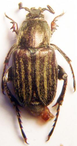 Glaphyrus caucasicus