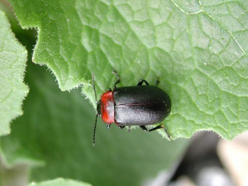 Réf. 89 769 : Oreina ludovicae