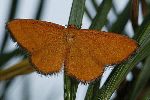 Réf. 89 742 : Idaea flaveolaria