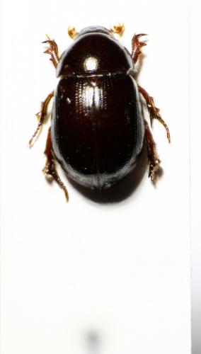 Hybosorus illigeri