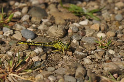 Stylurus flavipes