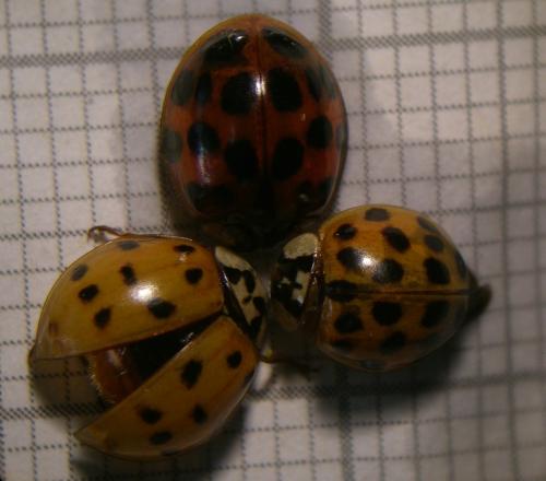 Réf. 89 581 : Harmonia axyridis