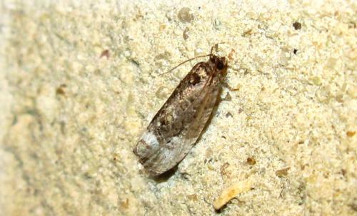 Hedya nubiferana