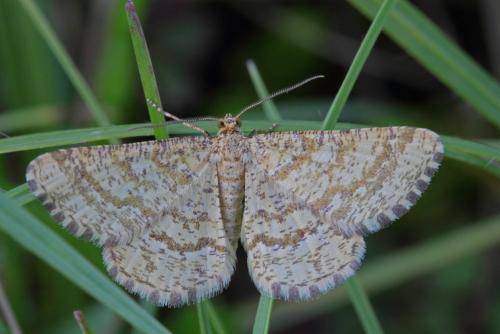 Heliomata glarearia