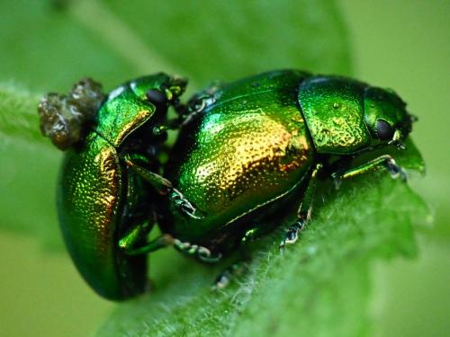 Chrysolina graminis