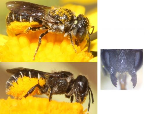 Heriades rubicola