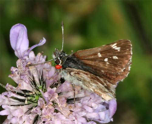 Réf. 89 967 : Spialia sertorius