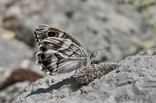 Réf. 89 476 : Hipparchia fidia