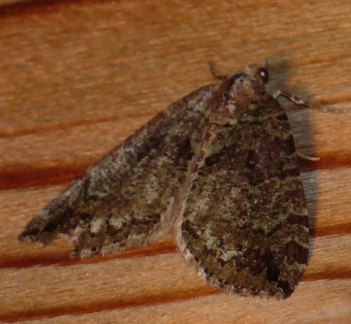 Hydriomena furcata