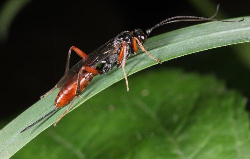 Réf. 89 718 : Cryptinae inconnu