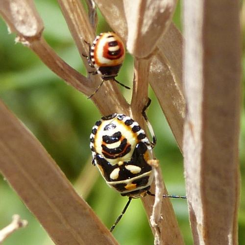 Réf. 89 901 : Eurydema ornata