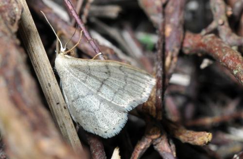 Réf. 89 359 : Idaea aversata