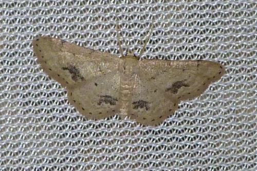 Idaea belemiata