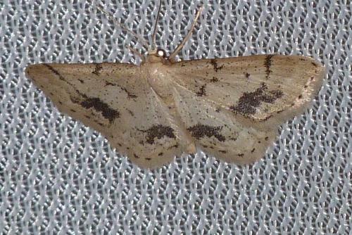 Idaea belemiata