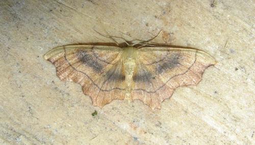 Idaea emarginata