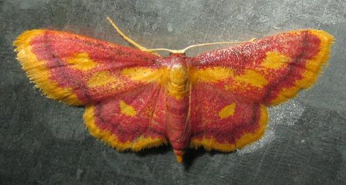 Idaea muricata