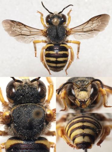 Icteranthidium grohmanni
