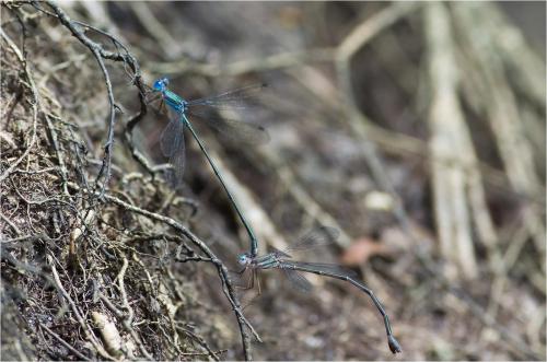 Lestes tenuatus