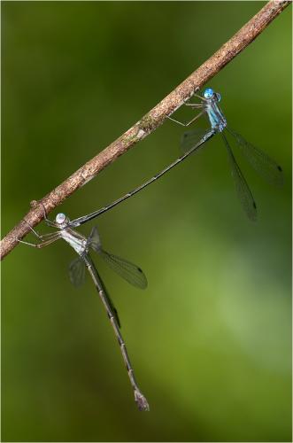 Lestes tenuatus