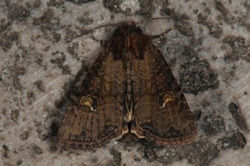 Réf. 89 006 : Mesapamea sp.