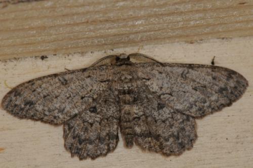 Réf. 89 021 : Hypomecis punctinalis
