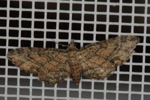 Réf. 89 301 : Eupithecia inturbata