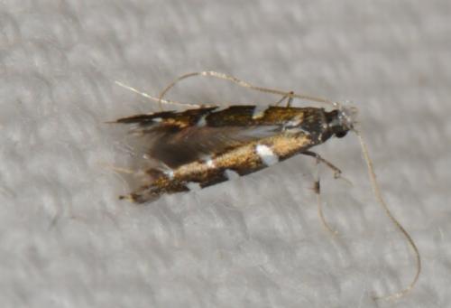Dialectica imperialella