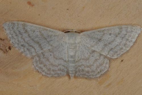 Réf. 89 340 : Idaea subsericeata