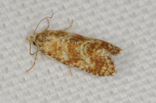 Aethes margarotana