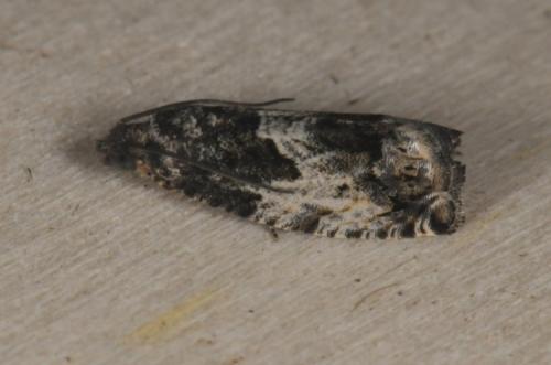 Réf. 89 728 : Epinotia nisella