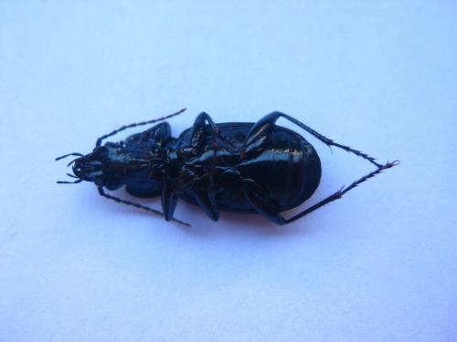 Pterostichus niger
