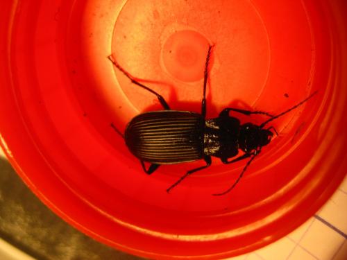 Pterostichus niger