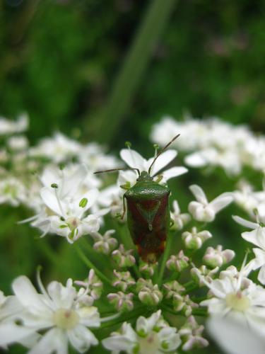 Elasmostethus sp.