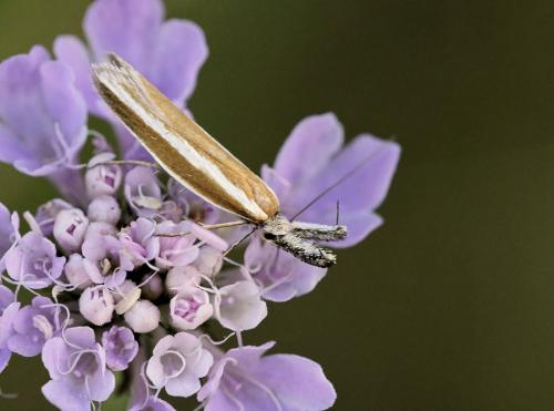 Réf. 89 885 : Pleurota aristella