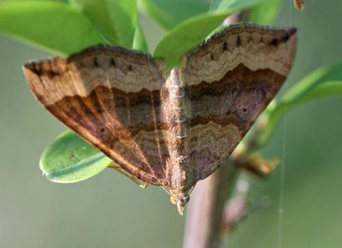 Réf. 89 900 : Scotopteryx chenopodiata