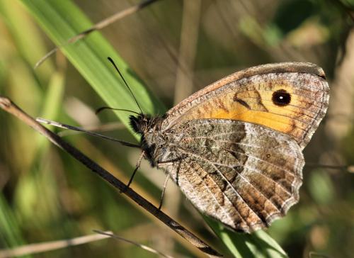 Arethusana arethusa