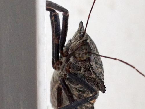 Mustha spinosula