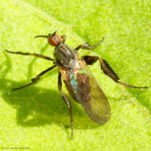 Empis sp.