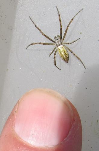 Argiope bruennichi